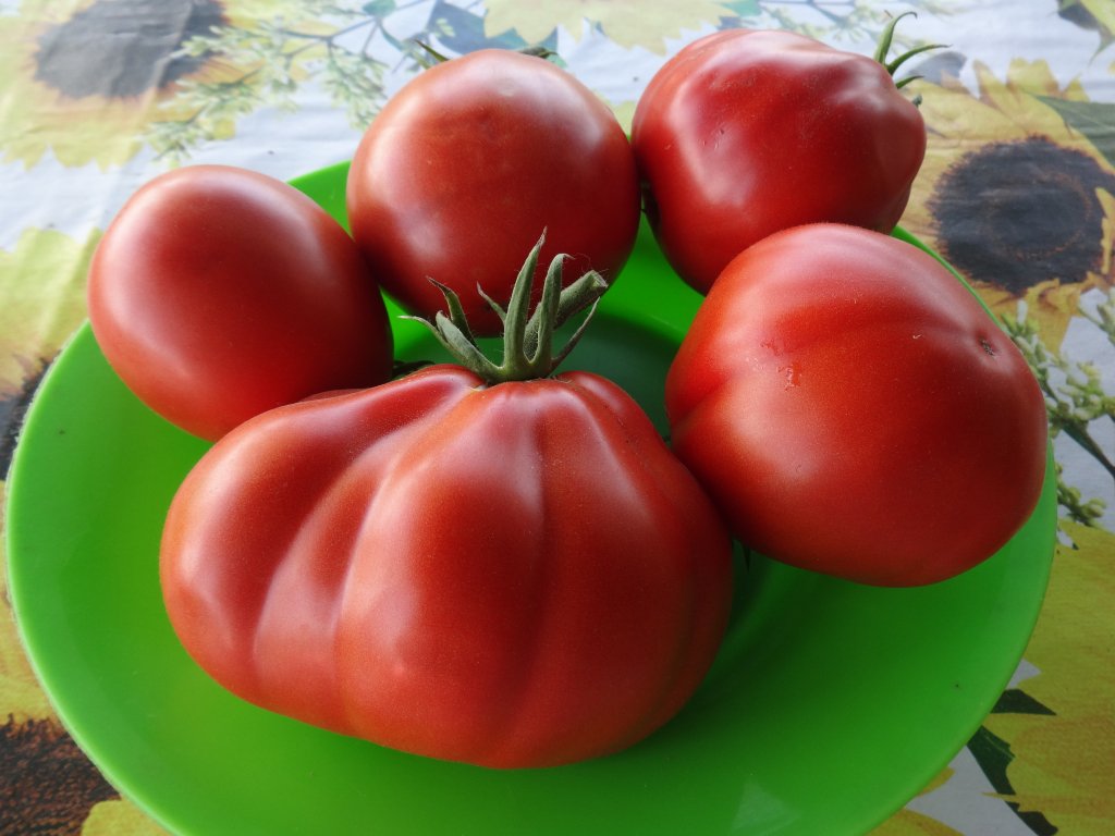 Описание и особенности агротехники урожайного томата пузата хата