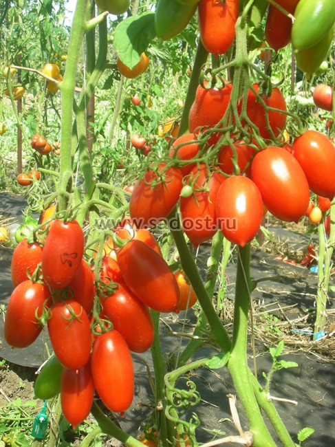 Выращивание томата ниагара