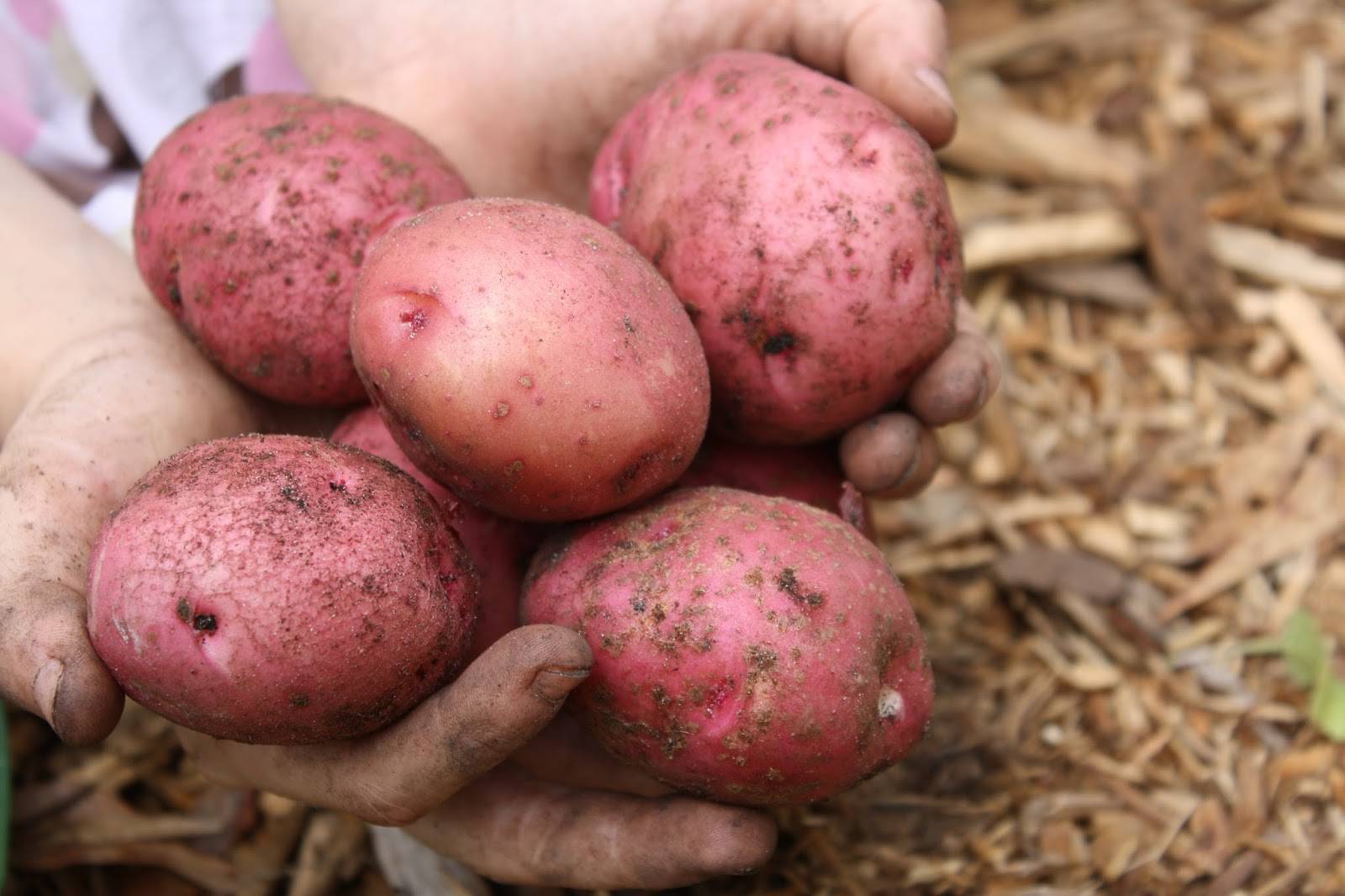 Сорт картофеля ароза: описание, посадка и уход русский фермер
