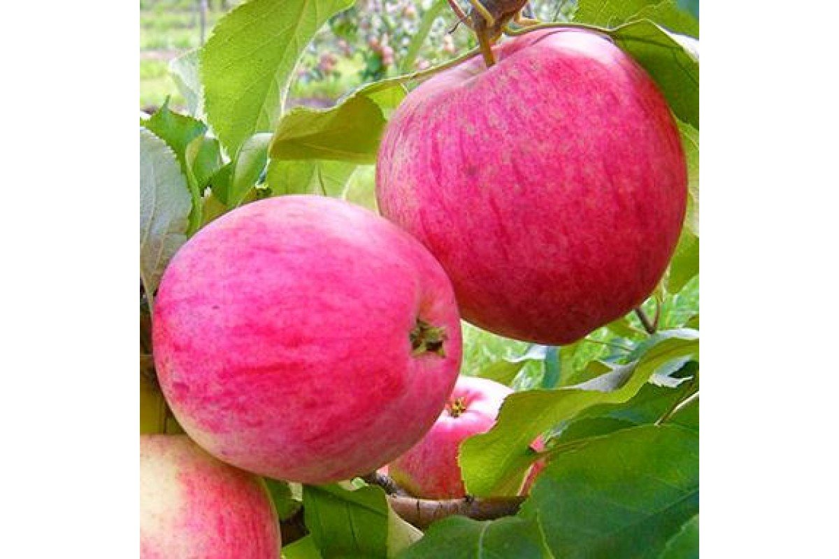Как посадить яблоню "красное раннее" и как правильно за ней ухаживать?