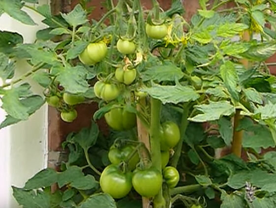 Характеристики и описание сорта томата поль робсон – дачные дела