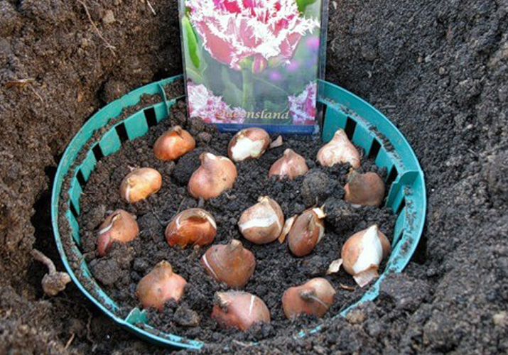 Сроки и правила проведения пересадки тюльпанов осенью, дальнейший уход