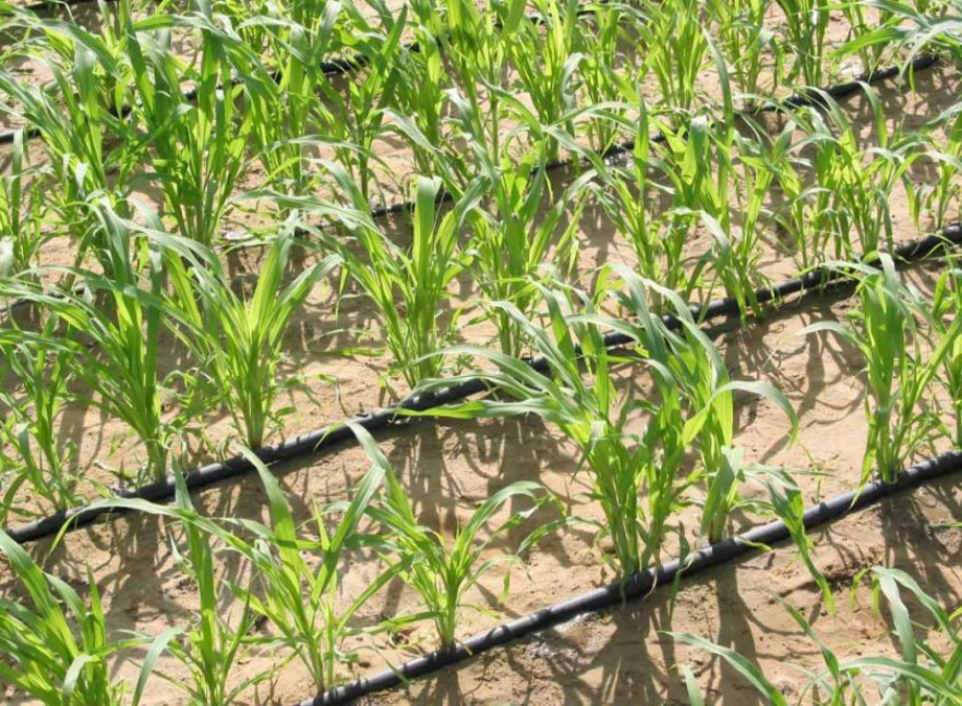 Технология выращивания кукурузы в открытом грунте и теплице, посадка и уход