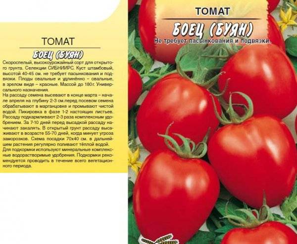 Характеристика и описание сорта томата пиноккио, выращивание и урожайность