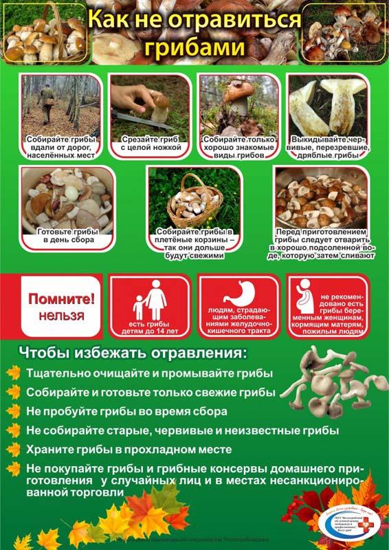 Закон о сборе грибов и ягод в российской федерации