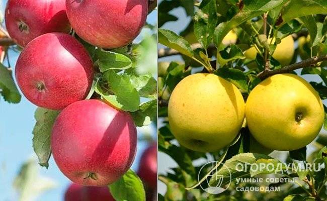 Яблоня джонатан: особенности сорта и ухода