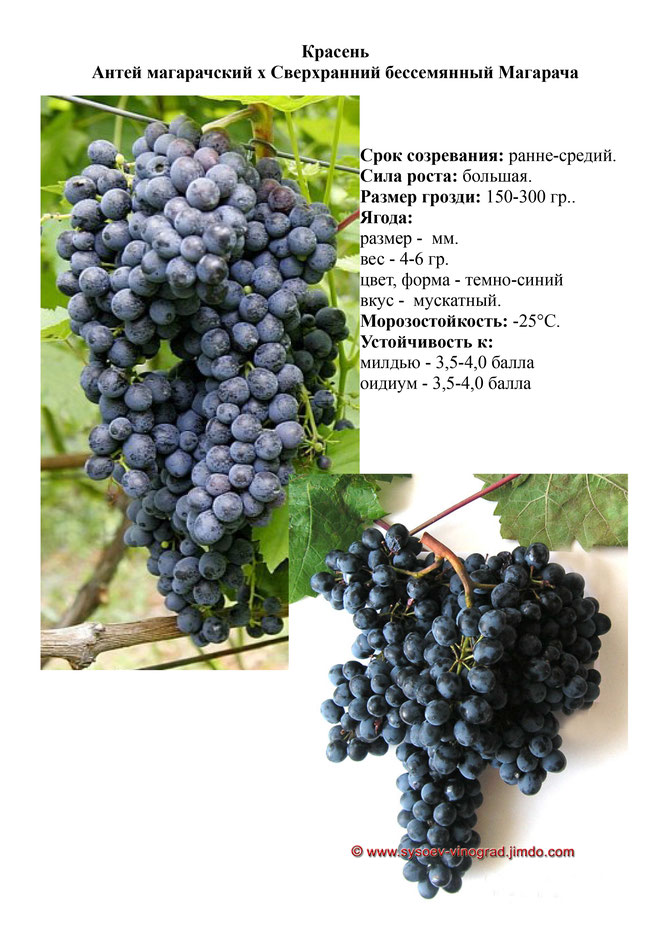 Описание сорта винограда Красень, технология посадки и уход