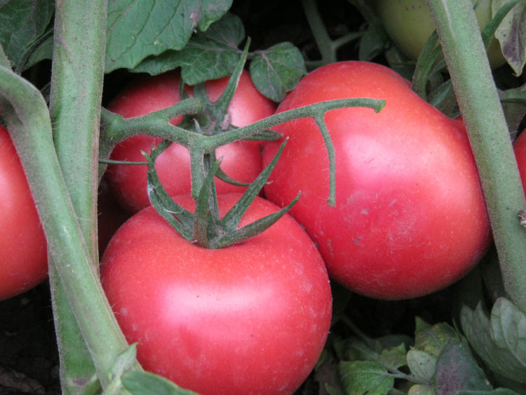 Описание томата суперэкзотик и правила выращивания полосатых помидоров