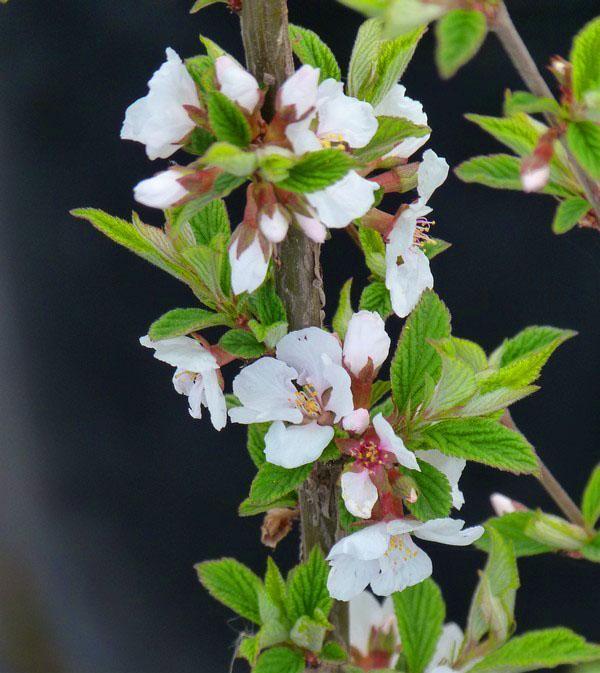 Размножение вишни черенками: заготовка, хранение и укоренение