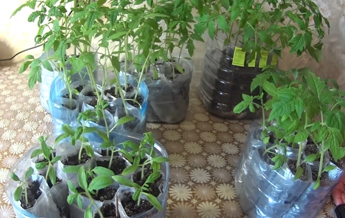Практические рекомендации по выращиванию рассады помидоров из семян без пикировки в домашних условиях