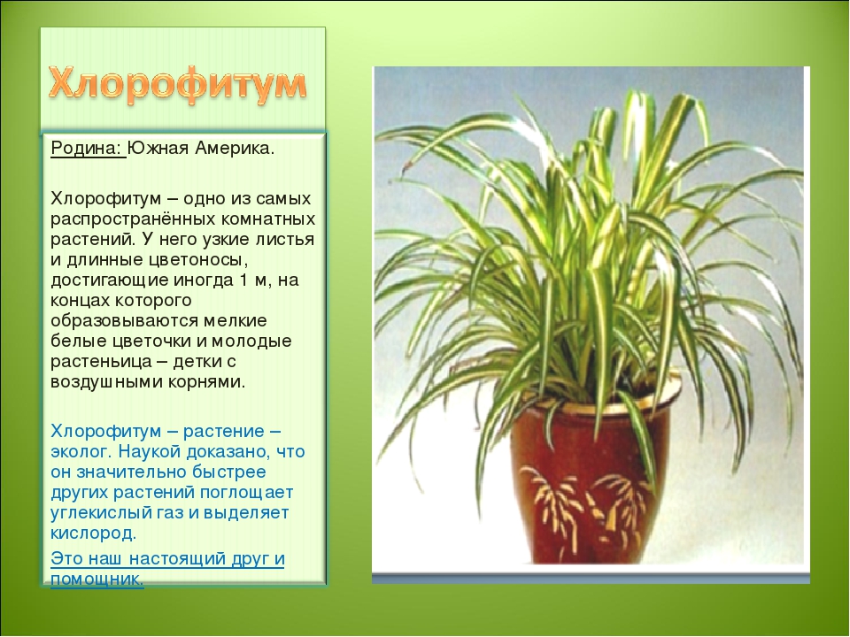 Хлорофитум: происхождение и родина названия, разновидности комнатного цветка с фото, виды и сорта зеленого растения, как выращивать цветок в домашних условиях?