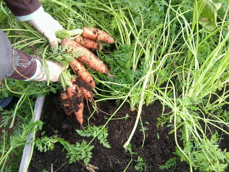 Посадка и уход за морковью в открытом грунте