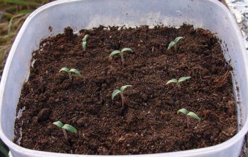 Почему не всходят семена томатов – что делать, как улучшить всхожесть помидоров на рассаду