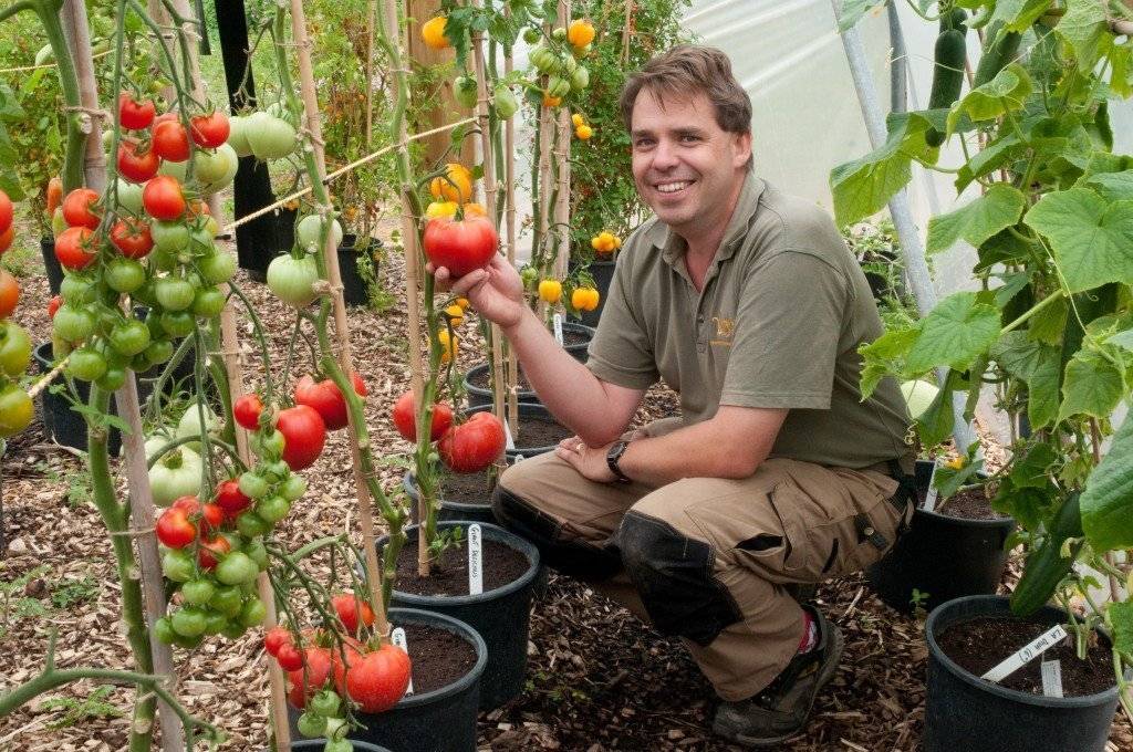 Как сажать помидоры: лучшие способы посадки и правила выращивания в теплице и в открытом грунте (115 фото)