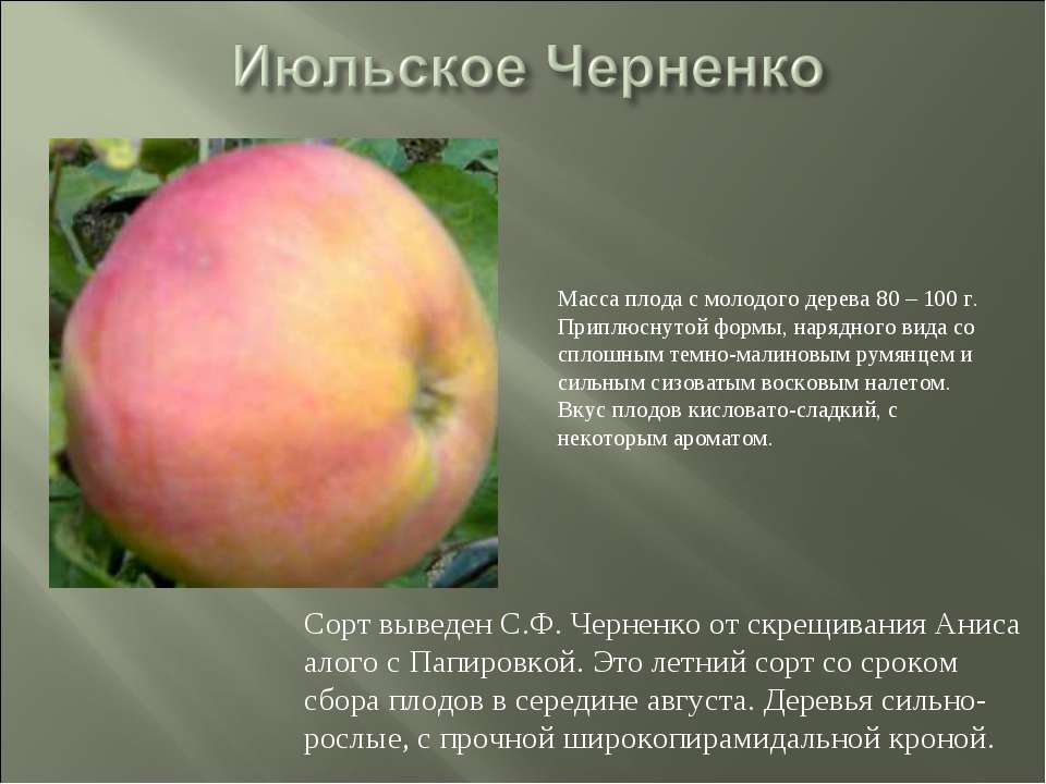 Декоративная яблоня «ола»: описание, посадка и уход, фото