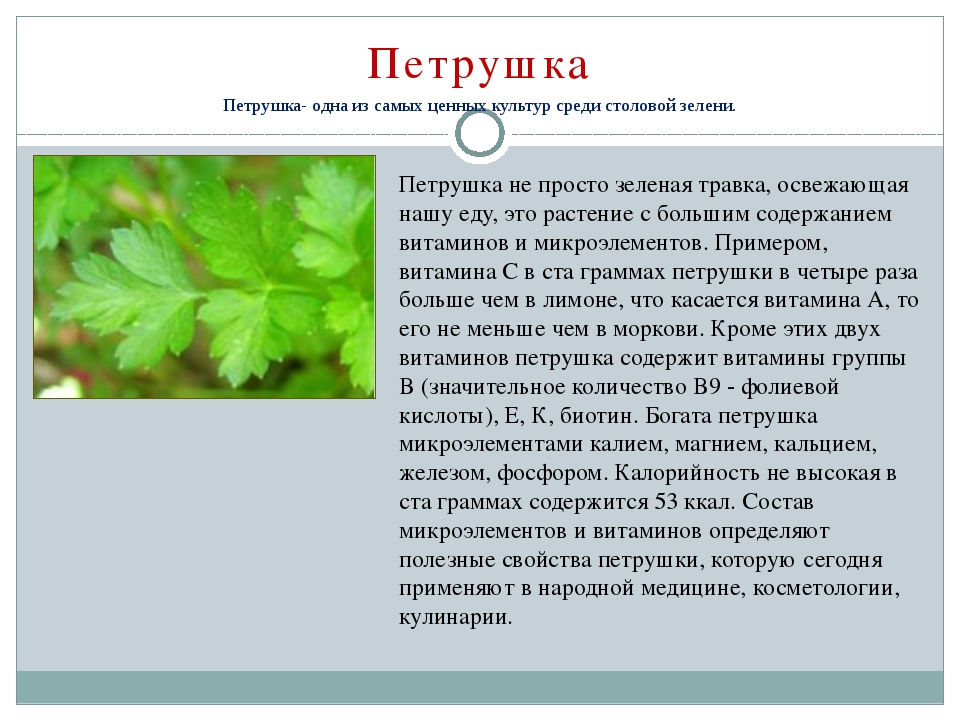 Укроп польза и вред отзывы. Чем полезна петрушка. Петрушка полезные свойства. Петрушка лекарственное растение. Петрушка характеристика.