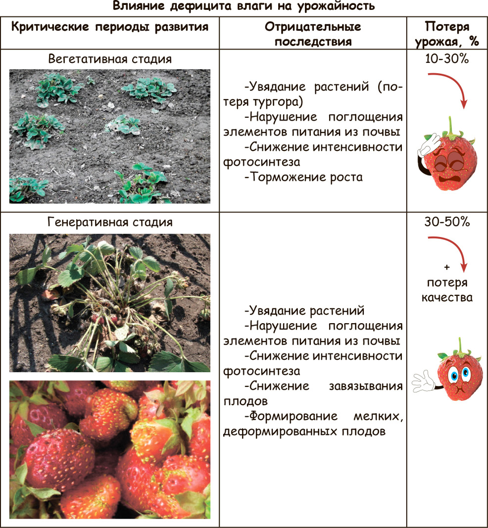 Влияние температуры на развитие томатов