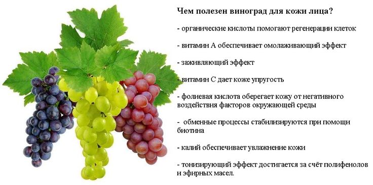 Экстракт кожицы винограда: польза для сосудов