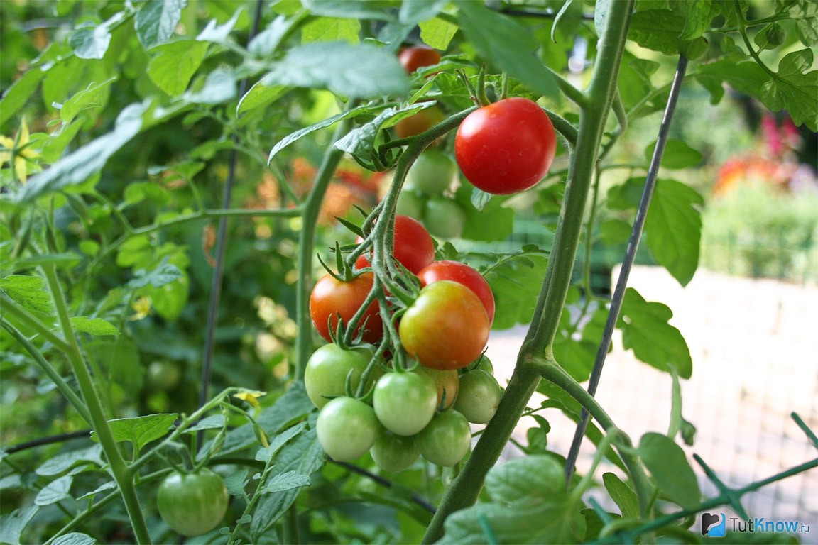 Лучшие сорта томатов на 2021 год: выбираем самые урожайные наименования с учетом способа выращивания