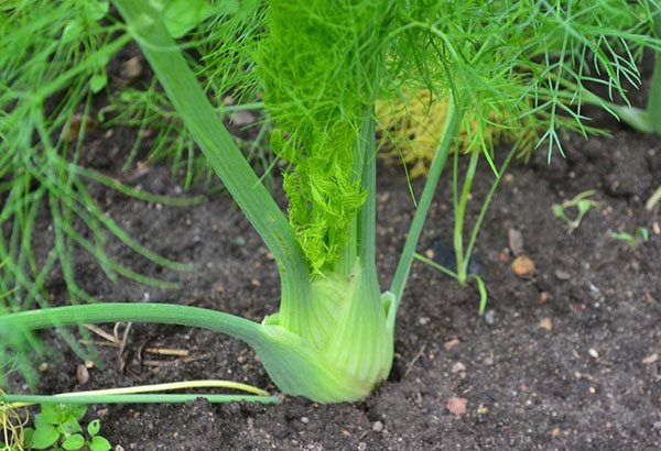 Фенхель – выращивание из семян в открытом грунте, посадка фенхеля и уход за ним на огороде | мир садоводства