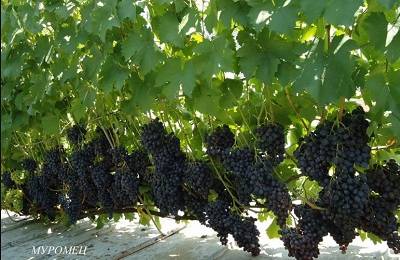 Популярный сорт с ранним созреванием ягод — виноград «муромец»