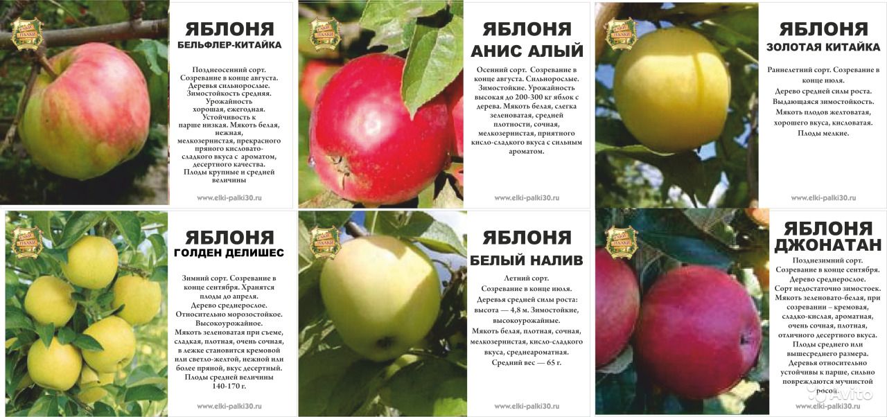Яблоня орловим - описание сорта, фото, отзывы - журнал "совхозик"