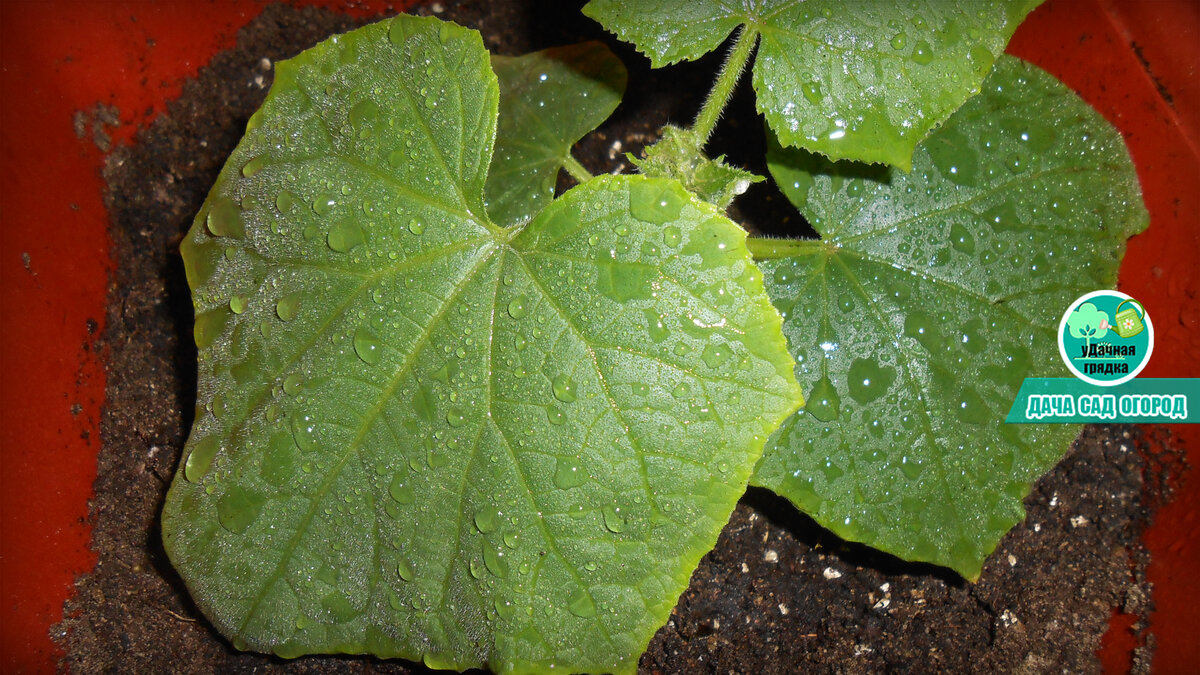 Почему сохнут листья у огурцов: причины, что делать, методы лечения