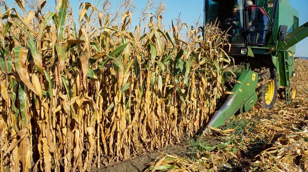 Технологическая карта возделывания кукурузы на силос, нормы высева и урожайность с 1 га