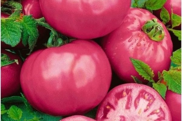 Семена томат f1 звезда востока: описание сорта, фото. купить с доставкой или почтой россии.