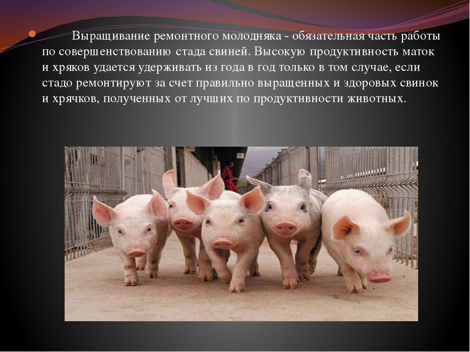 Свиньи дюрок — характеристика, происхождение, содержание и кормление, перспективы разведения. | cельхозпортал