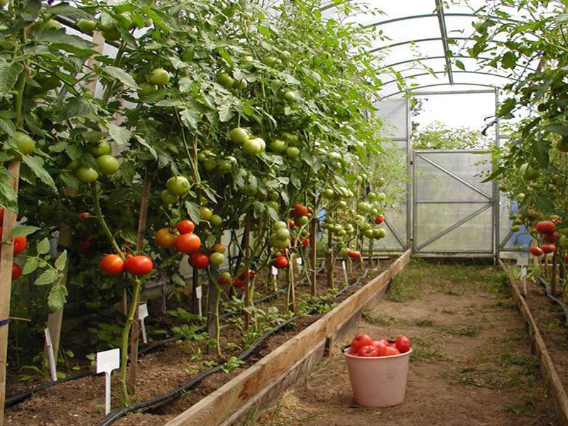 Сорта томатов для теплицы из поликарбоната: низкорослые, ранние, детерминантные