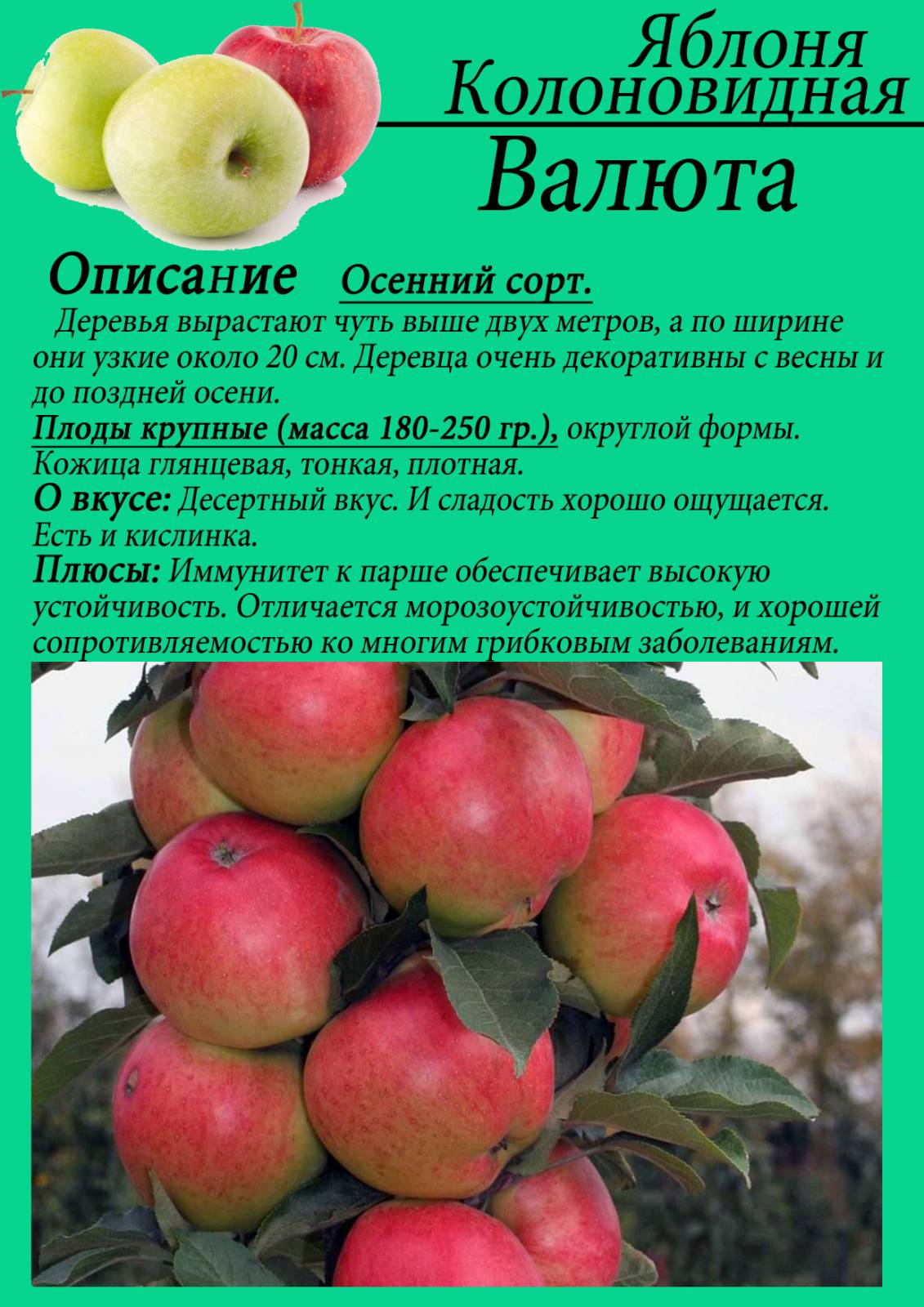 Описание и характеристики яблони сорта Ветеран, тонкости выращивания