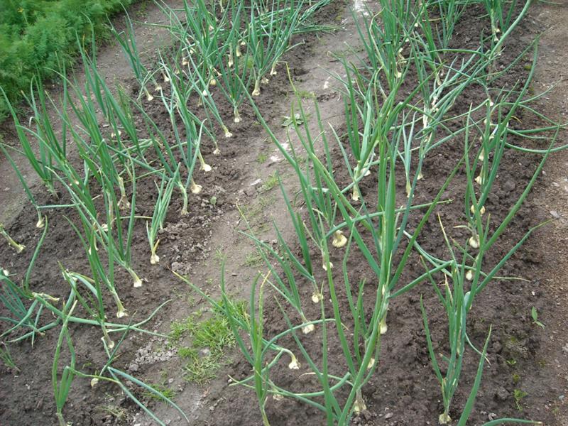 Выращивание лука-репки рассадой из семян за сезон