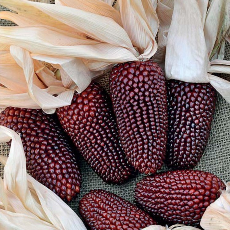 Описание сорта Земляничной кукурузы и правила выращивания
