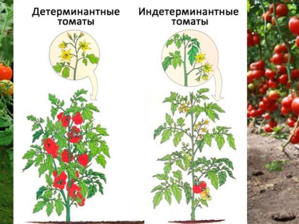 Томаты: выращивание: посадка семенами и уход в открытом грунте