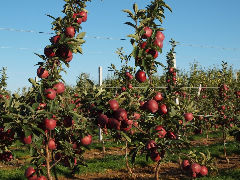 Карликовые яблони: достоинства, недостатки и описание сортов, правила посадки и ухода за деревьями