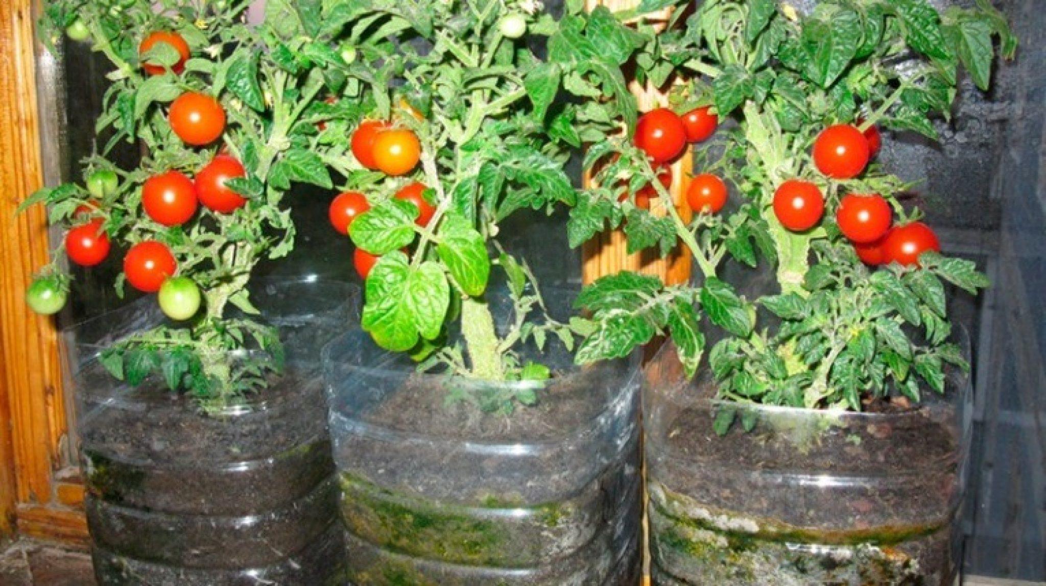 Тара помидоры черри на балконе