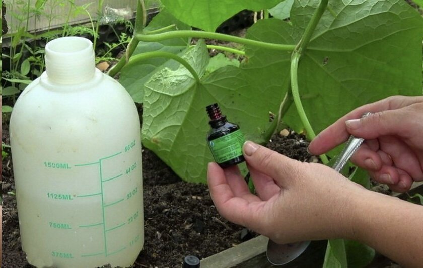 Обработка огурцов зеленкой: как поливать и опрыскивать