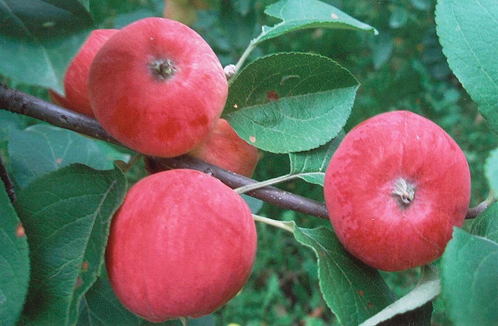 Описание, правила посадки, ухода и размножения яблони серебряное копытце