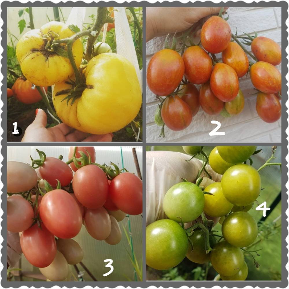 Голландские сорта томатов - журнал "совхозик"