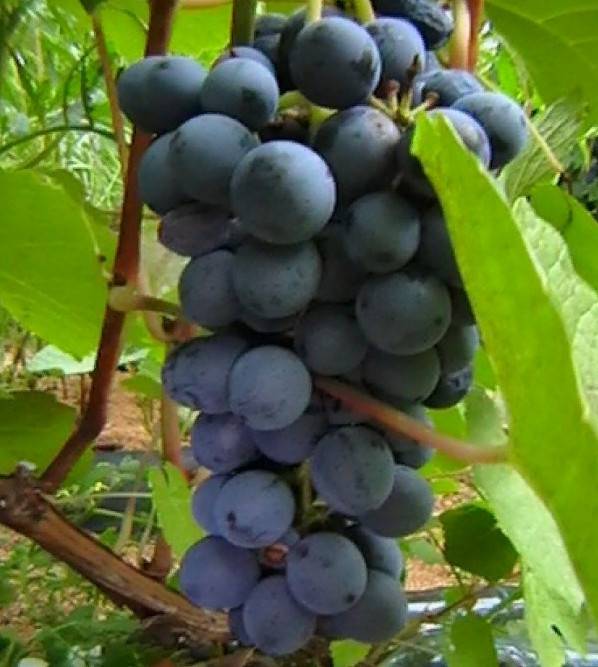 Виноград зилга: описание сорта и советы по выращиванию