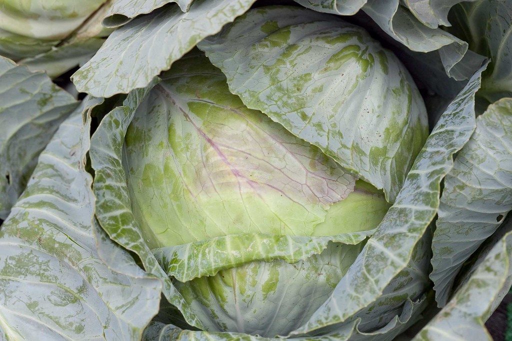 У капусты фиолетовые листья: что делать, чем подкормить