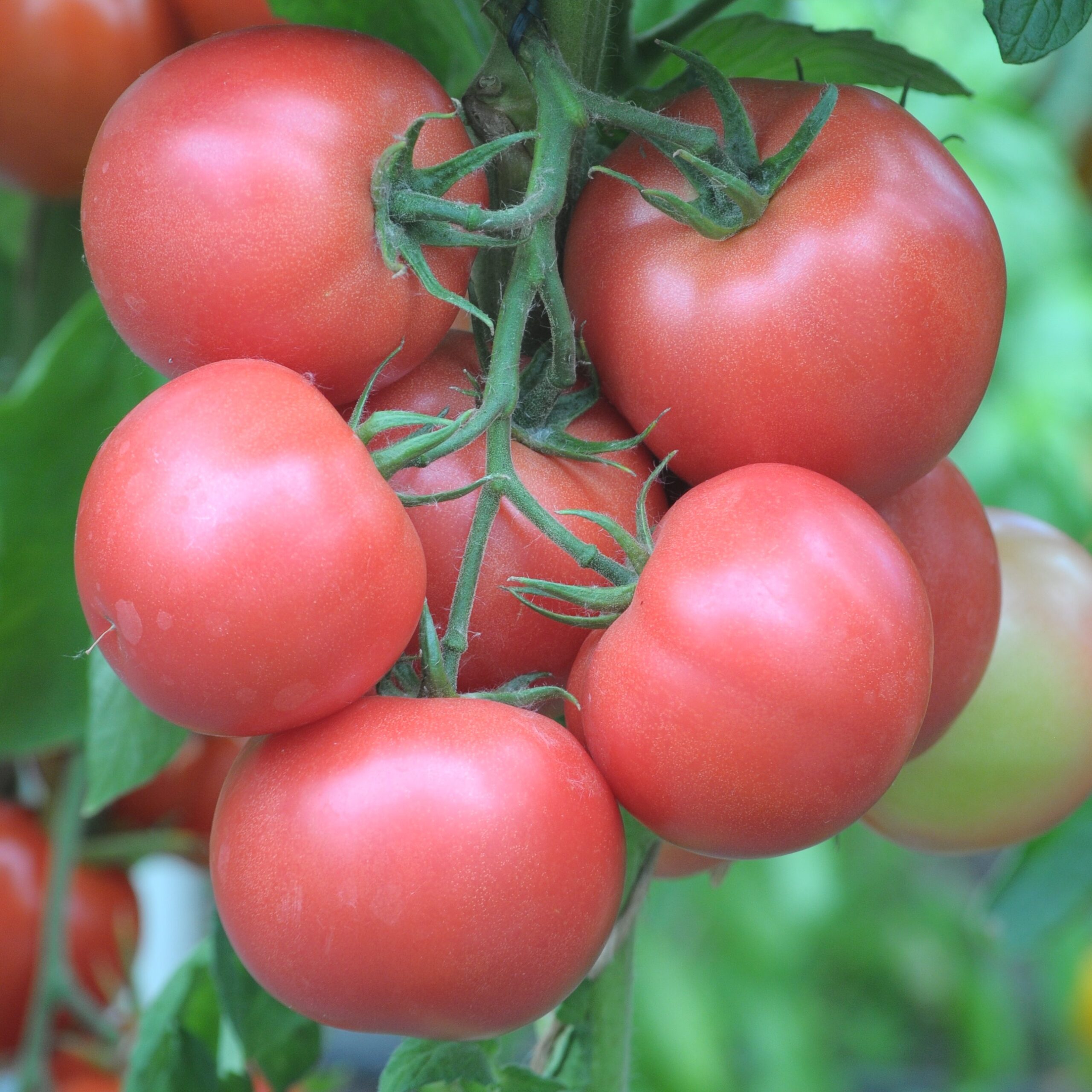 Описание и характеристика гибридного сорта томата яки f1 – дачные дела