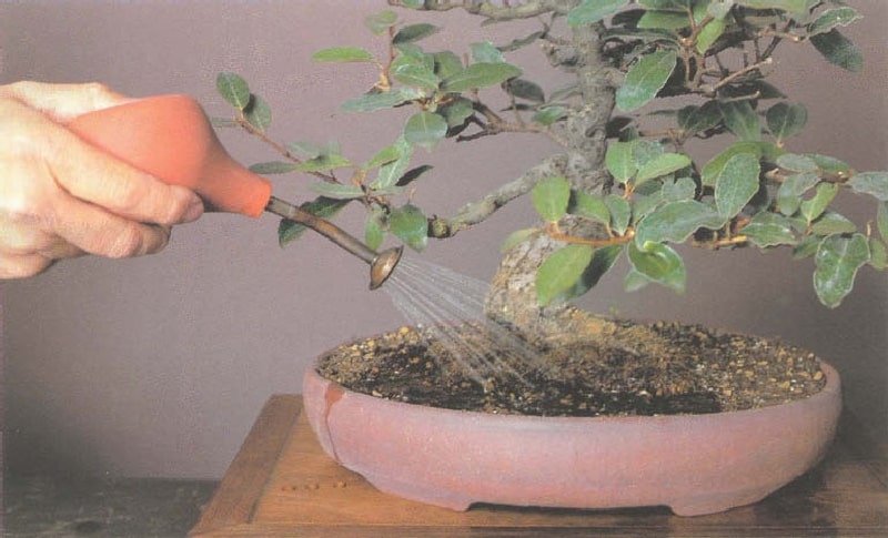 Бонсай своими руками в саду: как вырастить и ухаживать за красотой в миниатюре