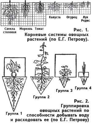 Какие корни у огурцов длина фото