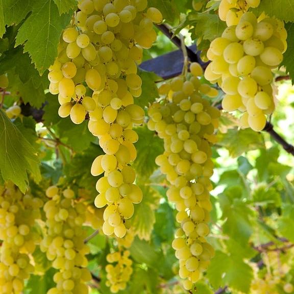 Самый вкусный кишмиш: 5 лучших сортов винограда без косточек