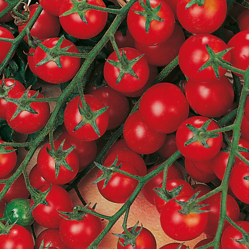 Описание сорта помидор «рапунцель»