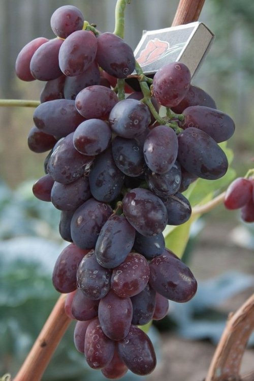 Виноград ризамат: описание разновидности сорта римазат и его основные характеристики