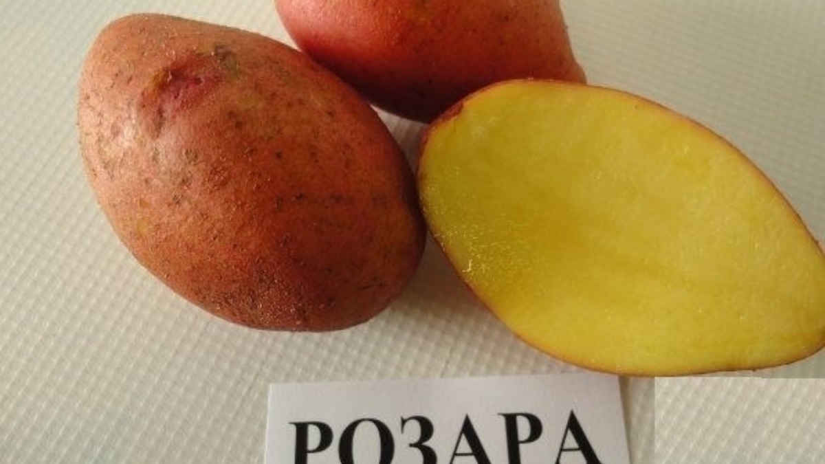 Картофель розара: описание сорта, выращивание, отзывы и фото