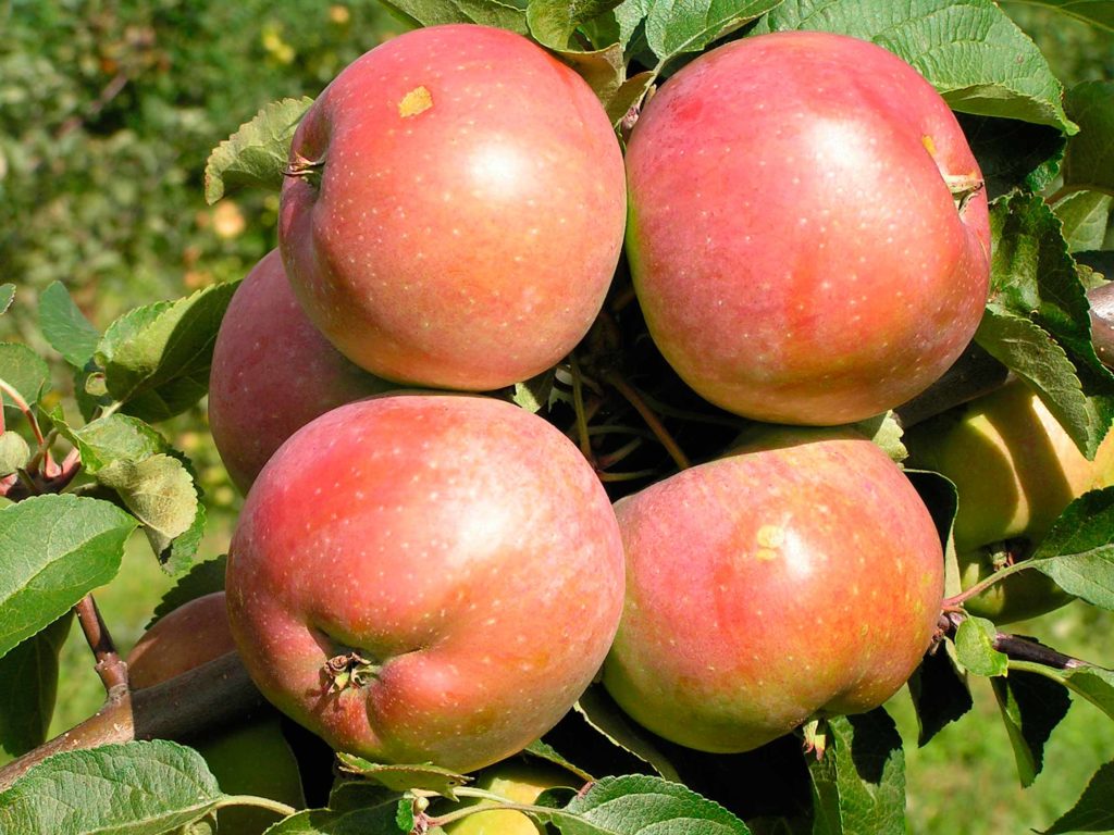 Яблоня белорусское сладкое: описание, фото, отзывы